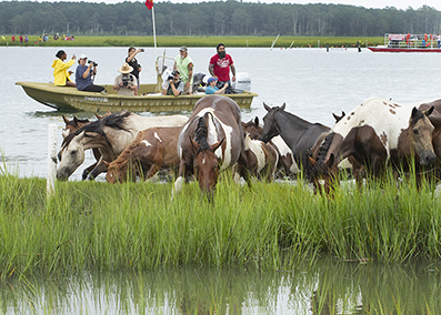 Chincoteague Wild Ponies : Personal Photo Projects : Photos : Richard Moore : Photographer